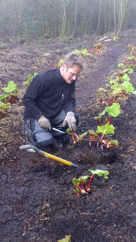 Ru demonstrates to the team how to dig around the rhubarb roots to bring up the full clump without damaging it. 