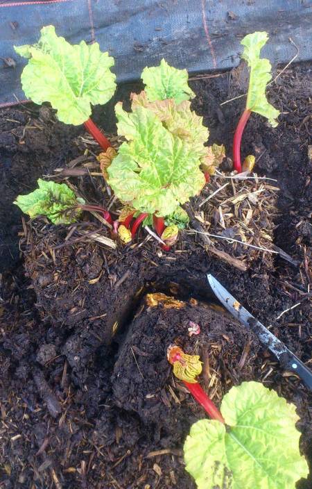 Using the natural gaps to divide the rhubarb up into smaller plants.