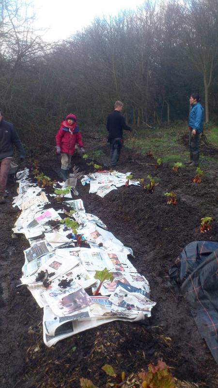 The transplanted divided rhubarb plants are replanted and mulched in with newspaper and compost.
