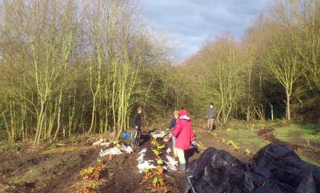 The last couple of barrows full of compost to finish the mulching of the rhubarb. 