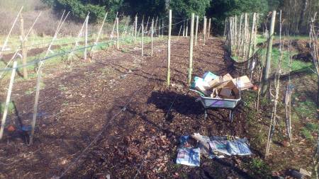 Starting to complete the mulching of this row. Raspberry support wires visible on the left, pear cordons on the right. 