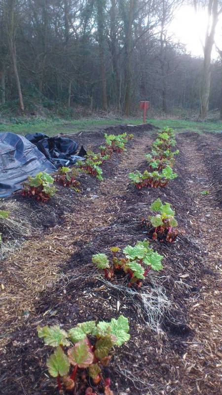 Rhubarb looking good for the first crop of the year at OrganicLea.